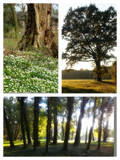 Bäume im Gehege und Stadtpark in Golßen