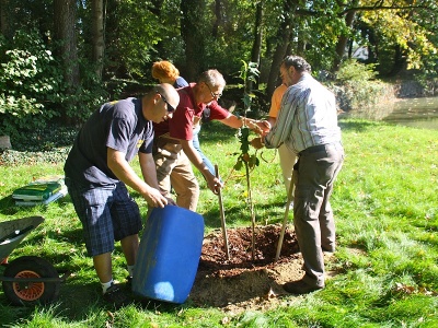 Baum des Jahres - SPD - Golßen